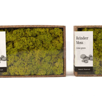 Lichen Stabilis&eacute; - Creabox S - Lime Green