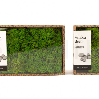 Lichene stabilizzato - Creabox S - Light Green