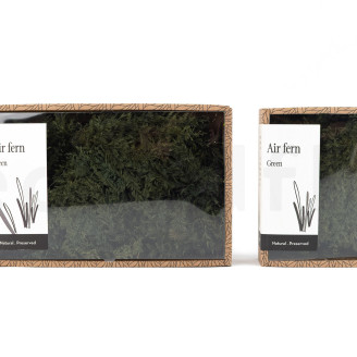 Air Fern Stabilis&eacute;e - Creabox S - Nature Green 