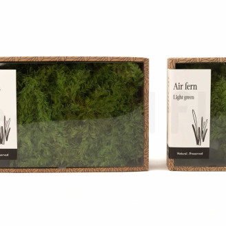 Air Fern preservato - Creabox S - Light Green