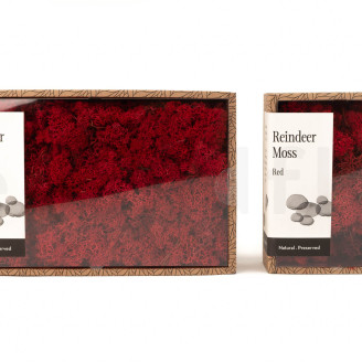 Lichene stabilizzato - Creabox S - Rosso