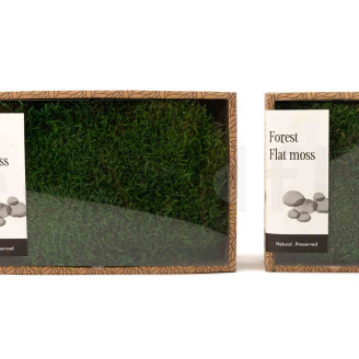 Musgo Plano preservado - Creabox S - Verde