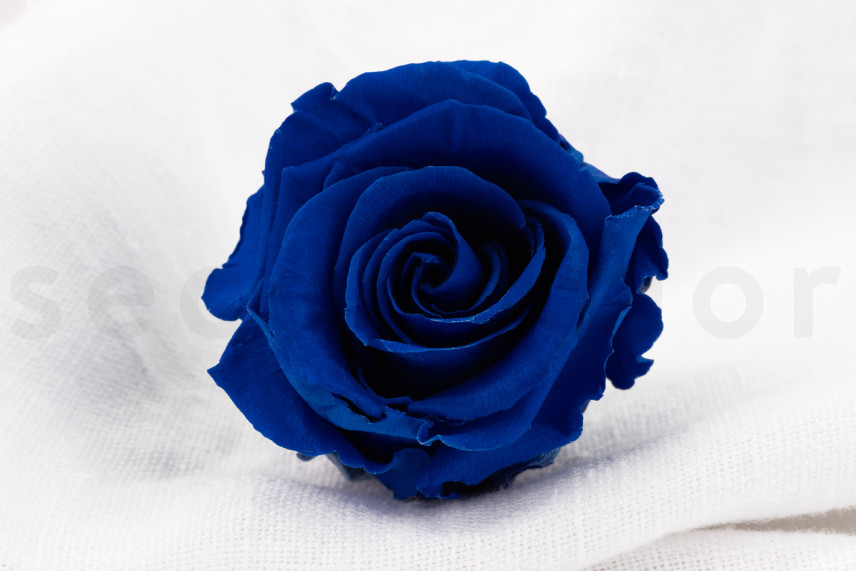 Preserved rose Verdissimo L - Box of 6 - Dark Blue