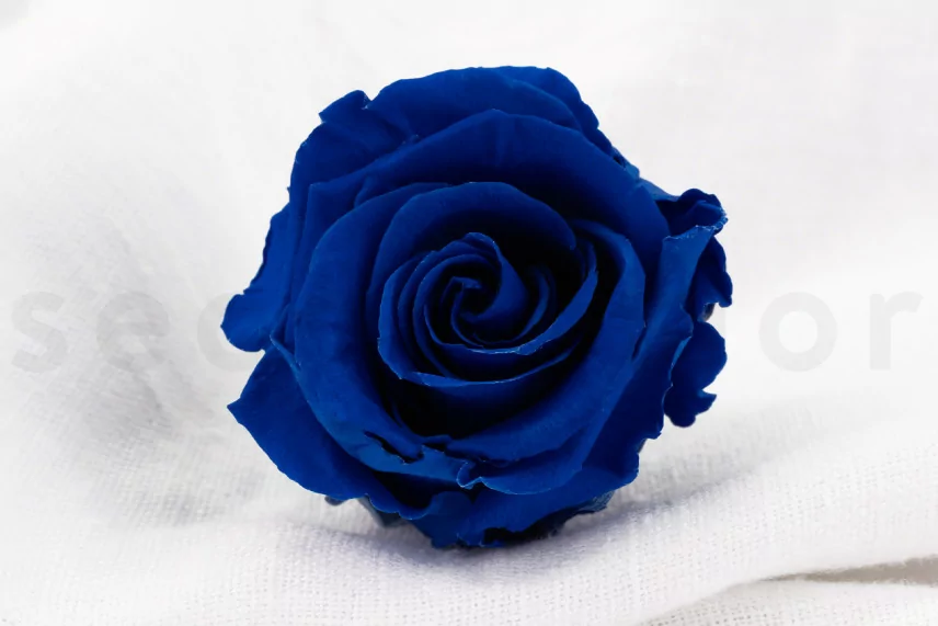 Preserved rose Verdissimo L - Box of 6 - Dark Blue