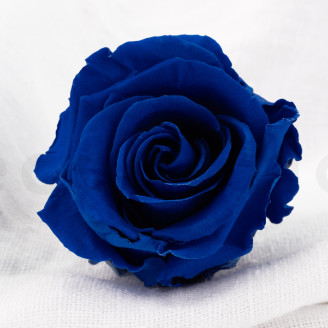 Rosa preservata Verdissimo L - Scatola da 6 - Dark Blue