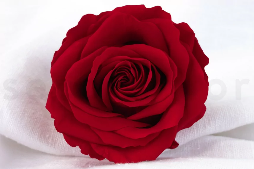 Rosa preservada Verdissimo Premium - Caja de 4 - Red