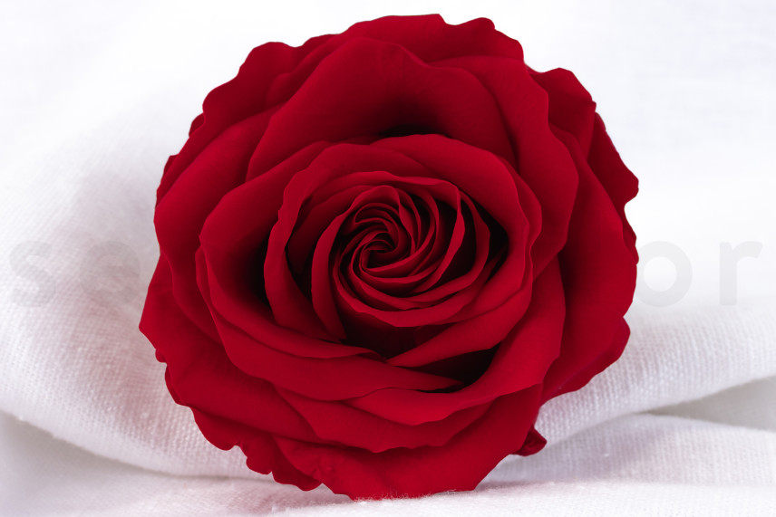 Rose Verdissimo Premium Preserved - Box of 4 - Red
