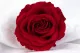 Rose stabilis&eacute;e Premium Rouge (x4) 1