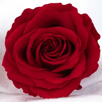 Rosa Verdissimo Premium stabilizzata - Scatola da 4 - Red