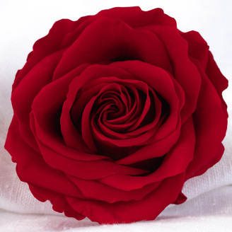 Rose stabilis&eacute;e Verdissimo Premium - Bo&icirc;te de 4 - Red