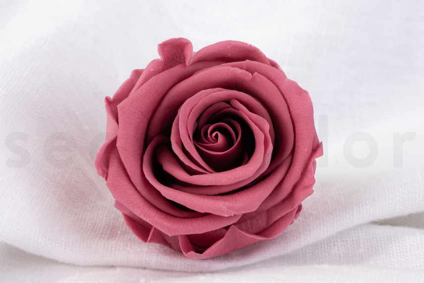 Preserved rose Verdissimo L - Box of 6 - Cherry Vintage