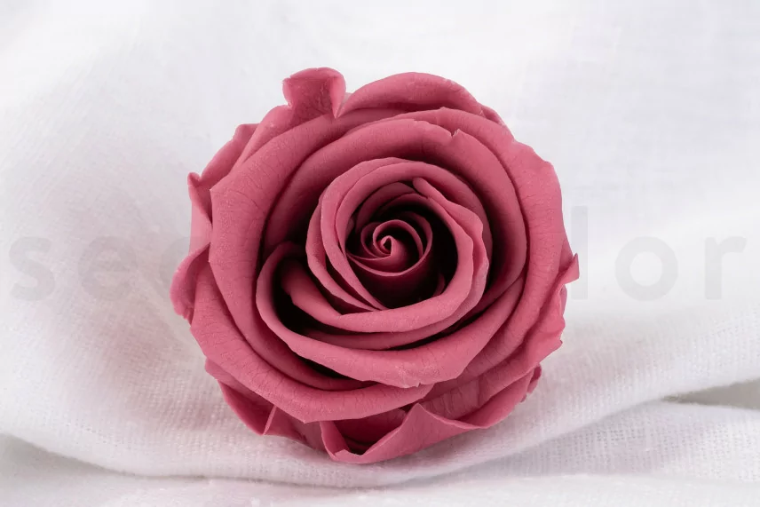 Rosa preservada Verdissimo L - Caja de 6 - Cherry Vintage