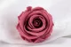 Rosa stabilizzata L Cherry Vintage (x6) 1