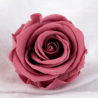 Rosa stabilizzata L Cherry Vintage (x6)