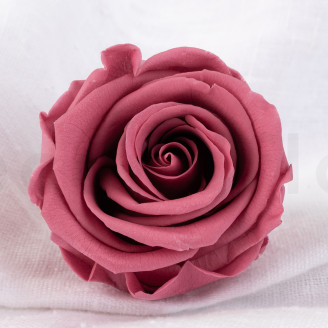 Rose stabilis&eacute;e Verdissimo L - Bo&icirc;te de 6 - Cherry Vintage