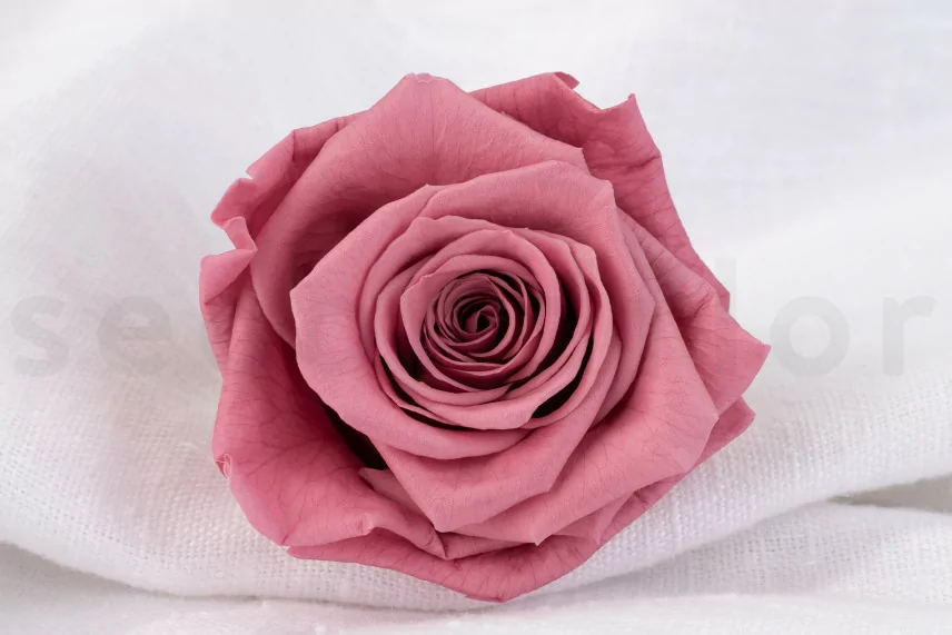 Konservierte Rose Verdissimo XL - Verpackung 5 St. - Cherry Vintage