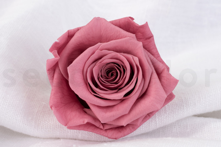 Stabilisierte Rose Verdissimo XL - Verpackung 5 St. - Cherry Vintage