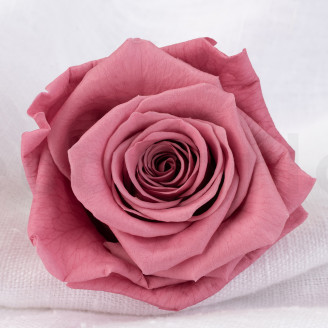 Stabilized rose Verdissimo XL - Box of 5 - Cherry Vintage