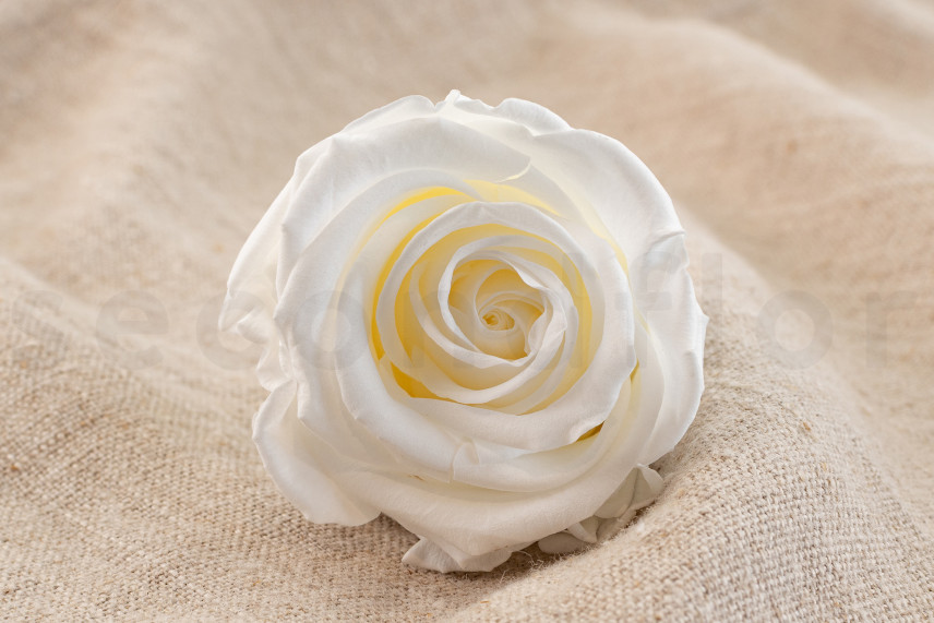 Rosa preservada Verdissimo L - Caja de 6 - White