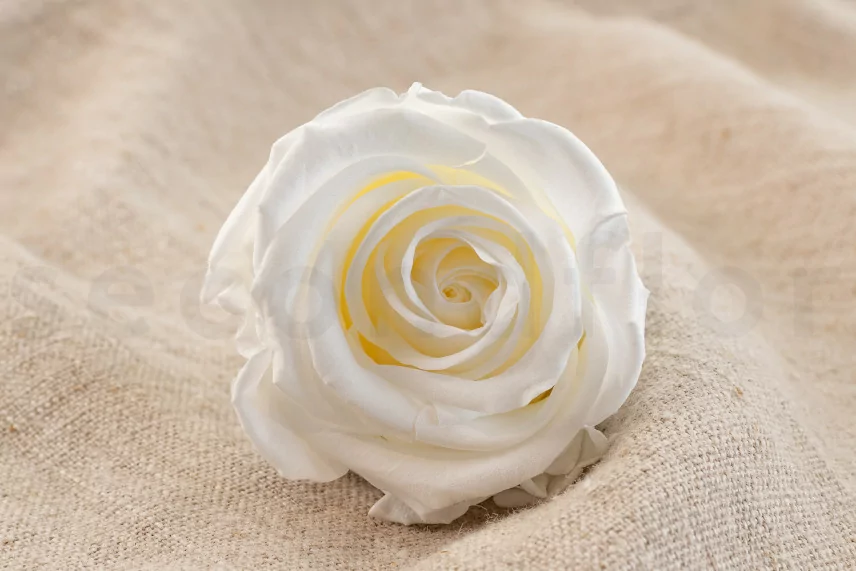 Rosa preservada Verdissimo L - Caja de 6 - White