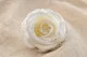 Rosa preservada L Blanco (x6) 1