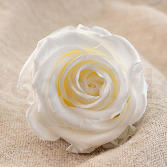 Preserved rose Verdissimo L - Box of 6 - White