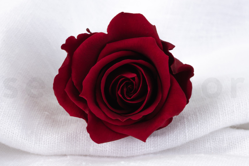 Rosa stabilizzata Verdissimo L - Scatola da 6 - Dark Red