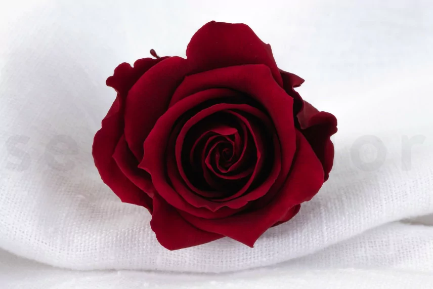 Rose stabilis&eacute;e L Rouge fonc&eacute; (x6)
