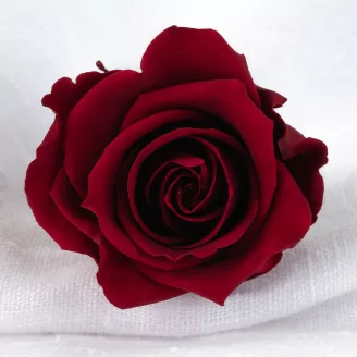 Konservierte Rose L Dunkelrot (x6)