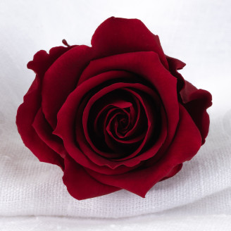 Preserved rose Verdissimo L - Box of 6 - Dark Red