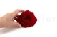 Rosa stabilizzata XXL Rosso 4