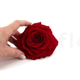 Stabilized rose Verdissimo XXL - Box of 1 - Red