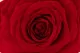 Preserved XXL Rose Red 2