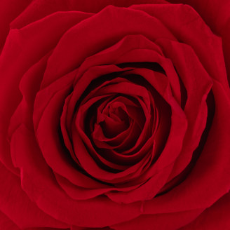 Stabilized rose Verdissimo XXL - Box of 1 - Red