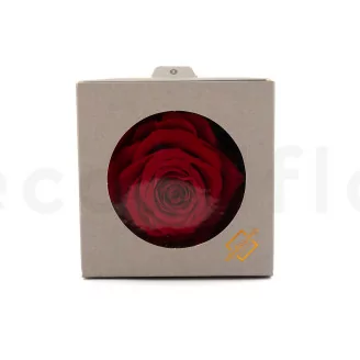Preserved XXL Rose Red