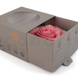 Stabilisierte Rose Verdissimo XXL - 1 St. - Pastel Pink