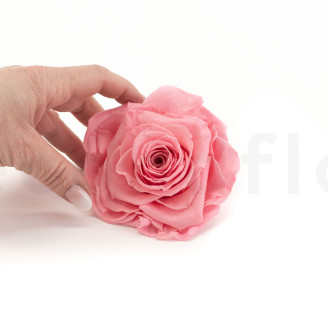 Stabilized rose Verdissimo XXL - Box of 1 - Pastel Pink