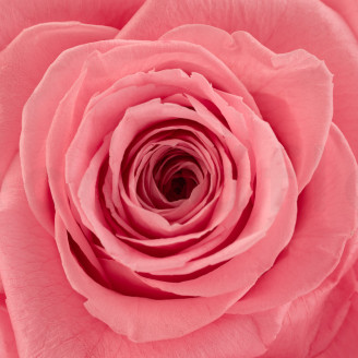 Rose stabilis&eacute;e Verdissimo XXL - Bo&icirc;te de 1 - Pastel Pink