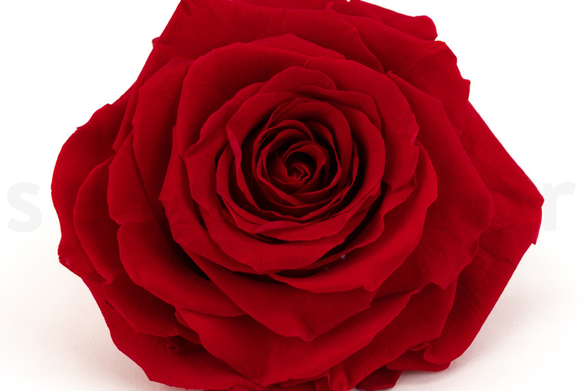 Stabilisierte Rose Verdissimo XXL - 1 St. - Red