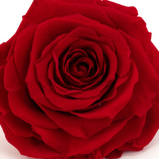 Stabilized rose Verdissimo XXL - Box of 1 - Red