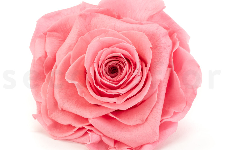 Rosa preservada Verdissimo XXL - Caja de 1 - Pastel Pink