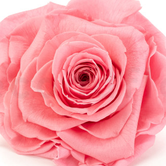 Rosa preservada Verdissimo XXL - Caja de 1 - Pastel Pink