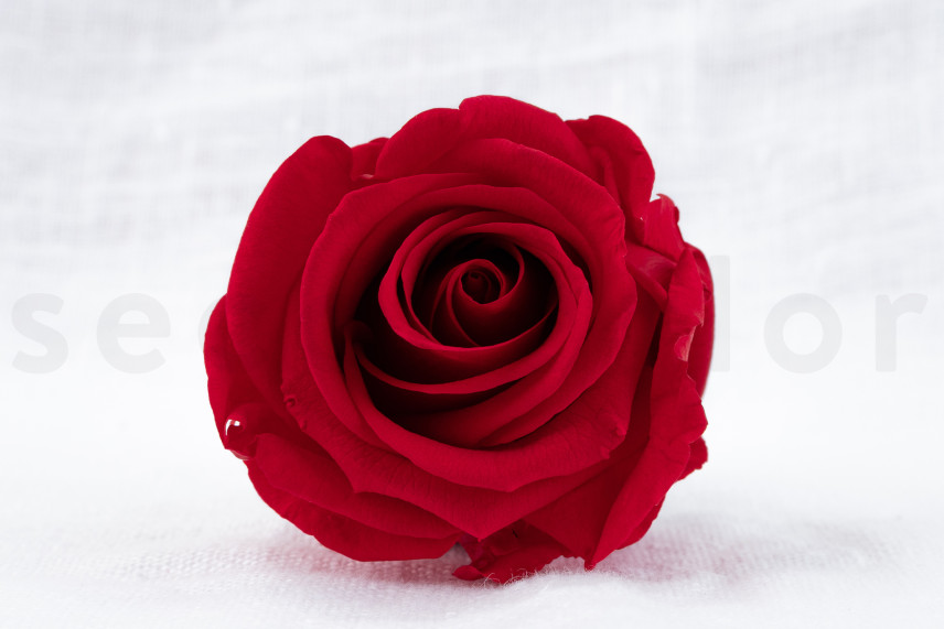 Rosa preservata Verdissimo L - Scatola da 6 - Red