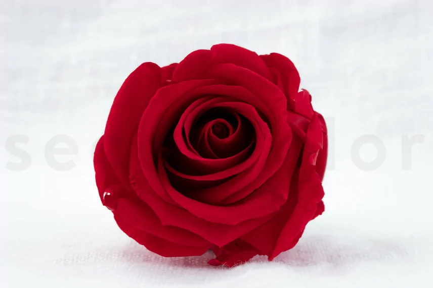 Rosa stabilizzata L Rosso (x6)