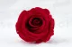 Konservierte Rose L Rot (x6) 1