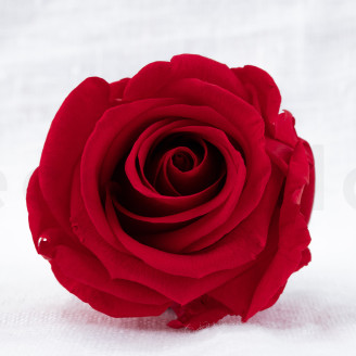 Rosa preservada Verdissimo L - Caja de 6 - Red