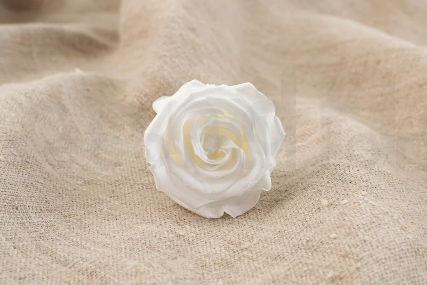 Preserved rose Verdissimo M - Box of 12 - White