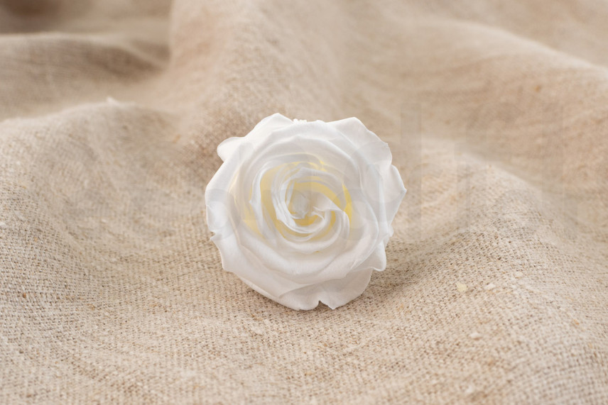 Stabilized rose Verdissimo M - Box of 12 - White