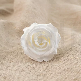 Rosa preservada Verdissimo M - Caja de 12 - White