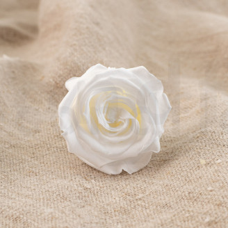 Stabilized rose Verdissimo M - Box of 12 - White
